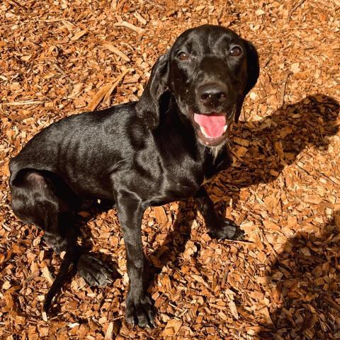 Phoebe 09-1747, an adoptable Hound in Tyrone, GA, 30290 | Photo Image 2