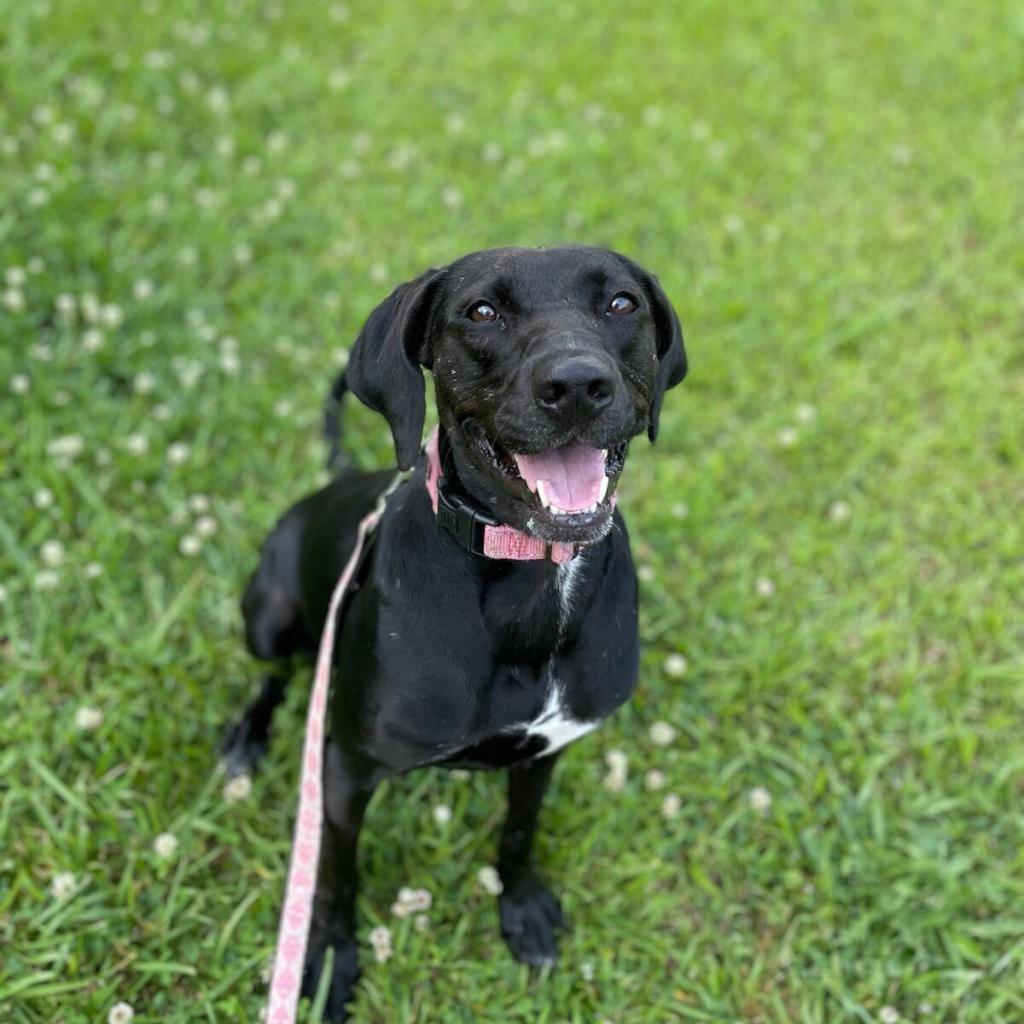 Phoebe 09-1747, an adoptable Hound in Tyrone, GA, 30290 | Photo Image 2