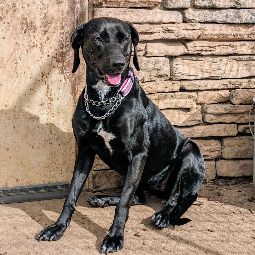 Phoebe 09-1747, an adoptable Hound in Tyrone, GA, 30290 | Photo Image 3