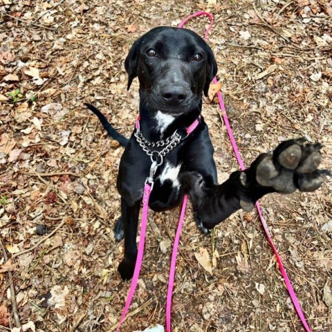 Phoebe 09-1747, an adoptable Hound in Tyrone, GA, 30290 | Photo Image 4