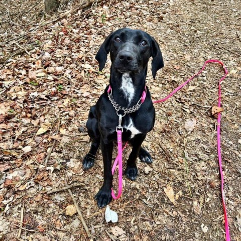 Phoebe 09-1747, an adoptable Hound in Tyrone, GA, 30290 | Photo Image 5