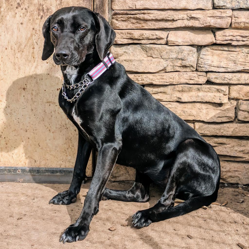 Phoebe 09-1747, an adoptable Hound in Tyrone, GA, 30290 | Photo Image 5