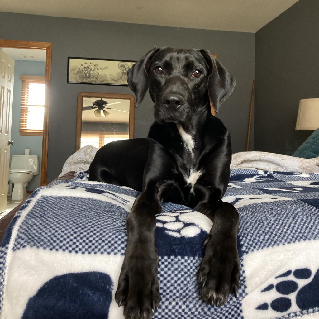 Phoebe 09-1747