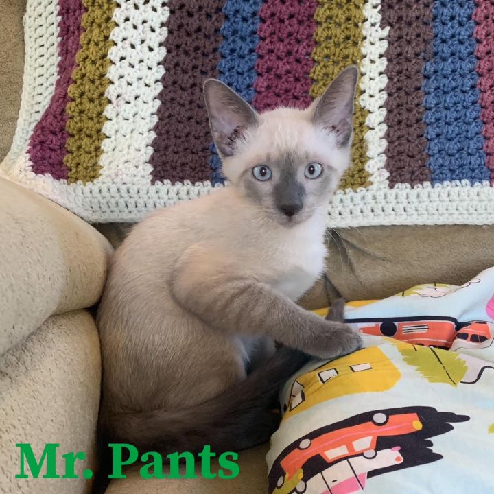 Mr. Pants, an adoptable Domestic Short Hair Mix in Springfield, MO_image-1