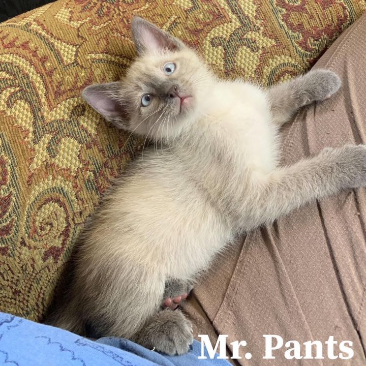 Mr. Pants, an adoptable Domestic Short Hair Mix in Springfield, MO_image-2