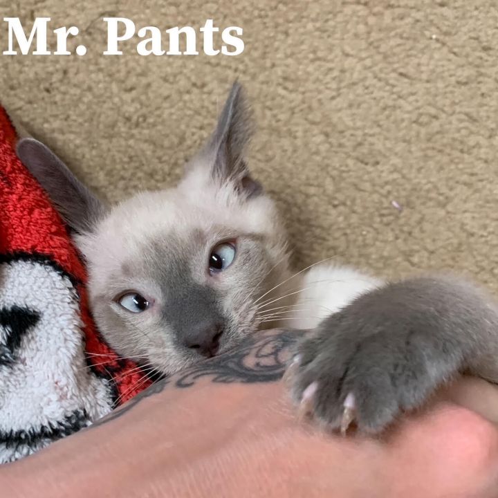 Mr. Pants, an adoptable Domestic Short Hair Mix in Springfield, MO_image-3