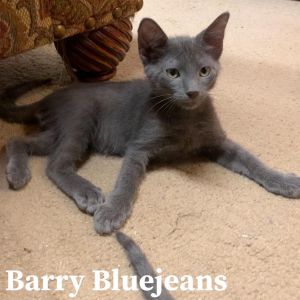 Barry Bluejeans