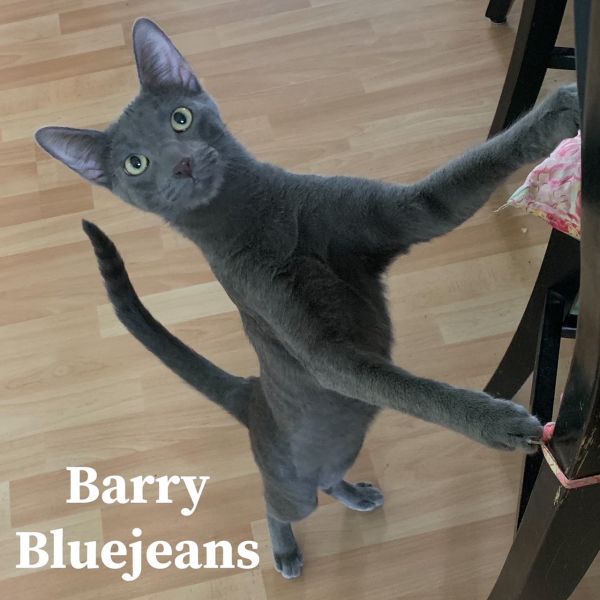 Barry Bluejeans