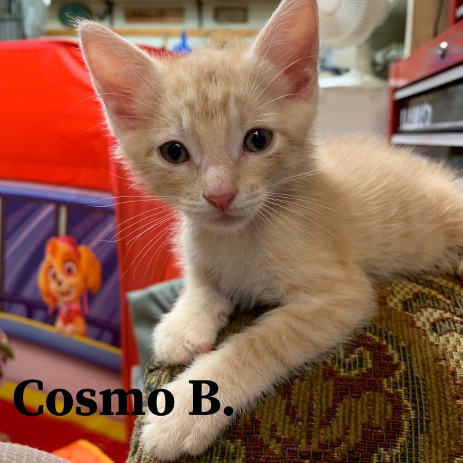 Cosmo B 