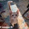 Cosmo B 