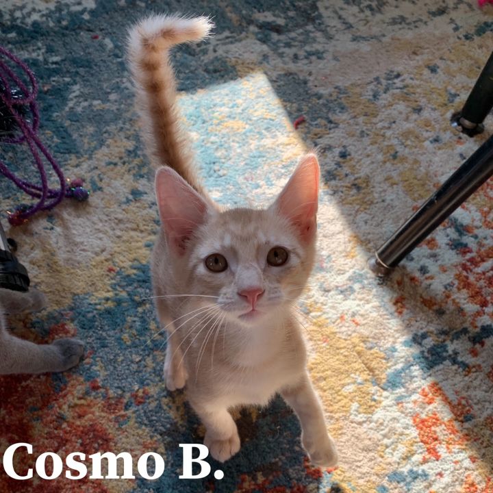 Cosmo B , an adoptable Domestic Short Hair Mix in Springfield, MO_image-3