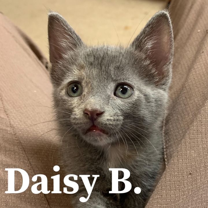 Daisy B, an adoptable Domestic Short Hair Mix in Springfield, MO_image-1