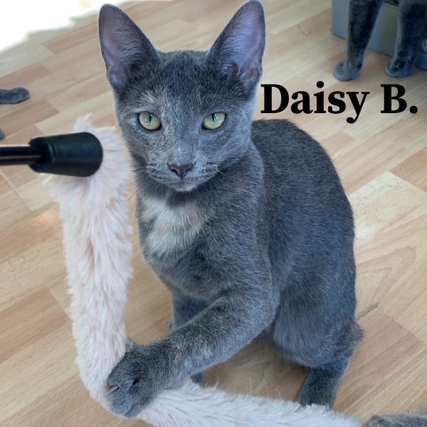 Daisy B