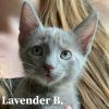 Lavender B