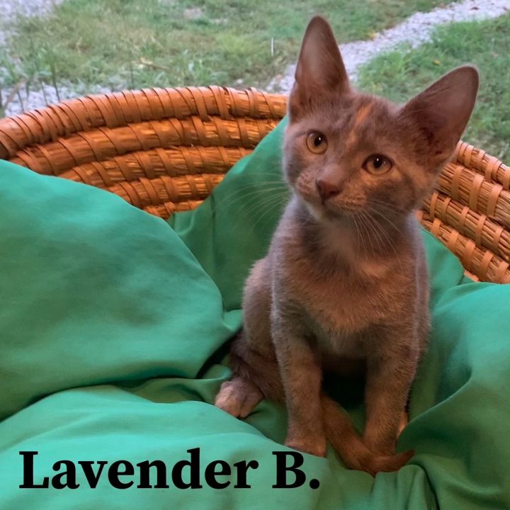 Lavender B 1