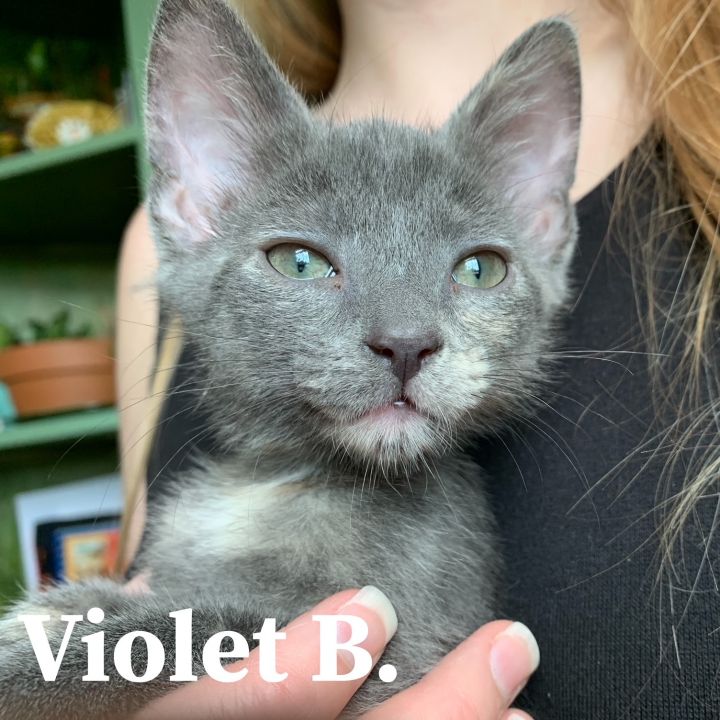 Violet B, an adoptable Domestic Short Hair Mix in Springfield, MO_image-2