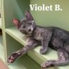 Violet B