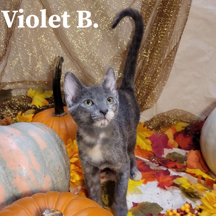 Violet B, an adoptable Domestic Short Hair Mix in Springfield, MO_image-4