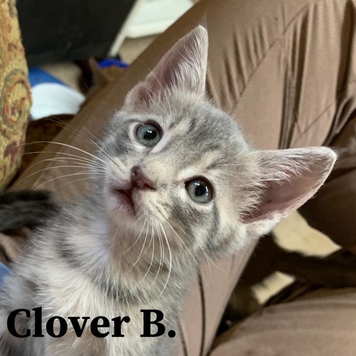 Clover B 2