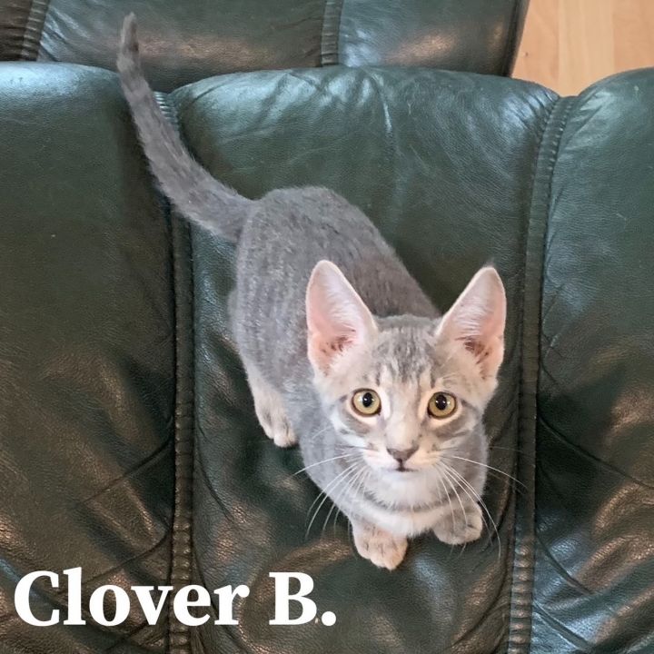 Clover B, an adoptable Domestic Short Hair Mix in Springfield, MO_image-1