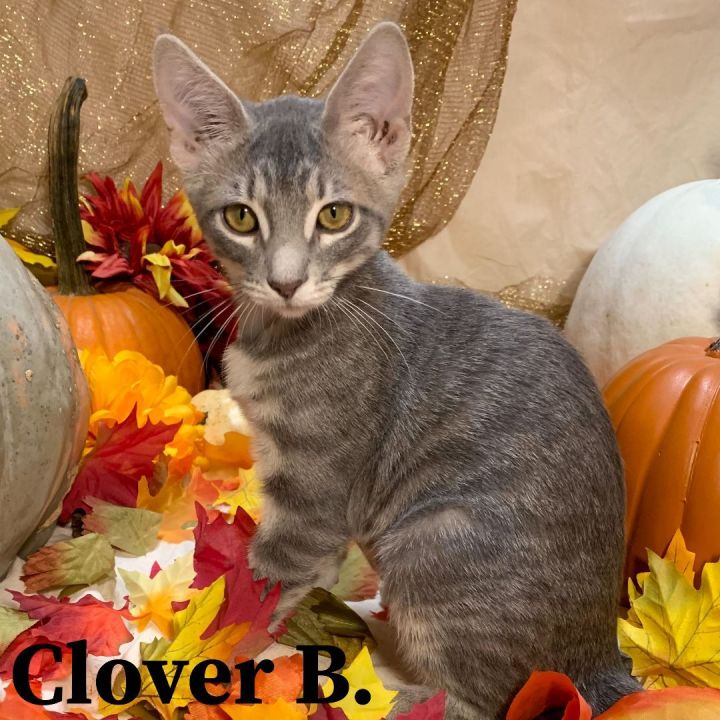 Clover B, an adoptable Domestic Short Hair Mix in Springfield, MO_image-1