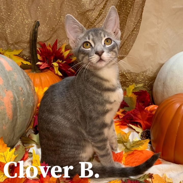 Clover B 4