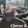 Clover B
