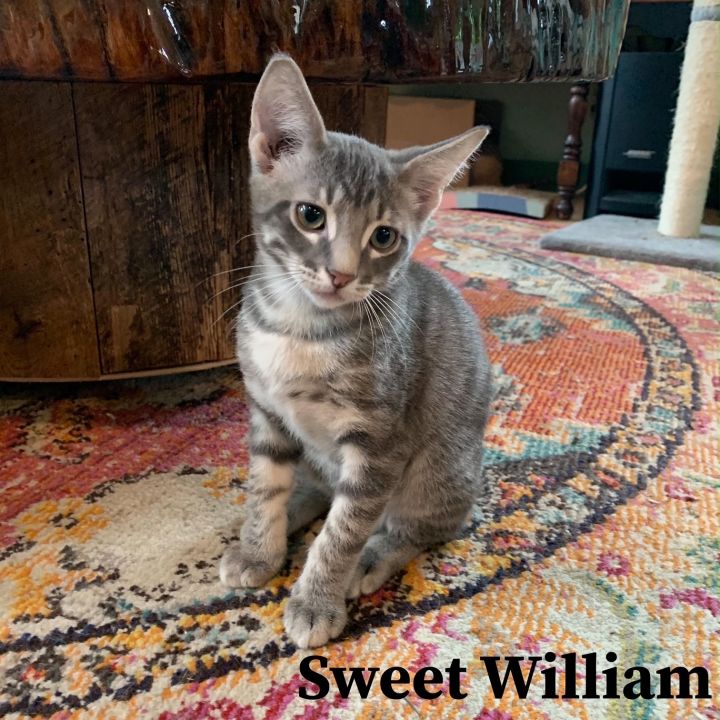 Sweet William 1