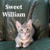 Sweet William