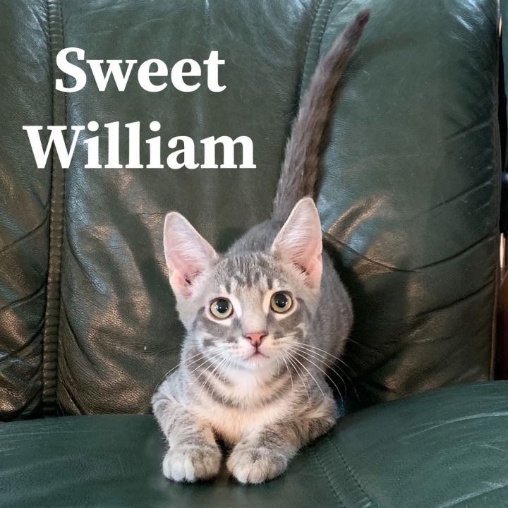 Sweet William, an adoptable Domestic Short Hair Mix in Springfield, MO_image-3