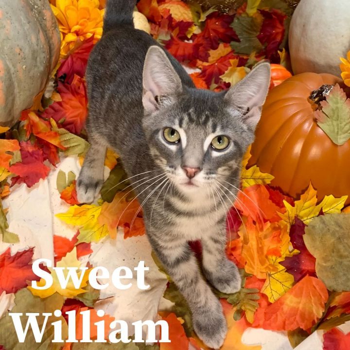 Sweet William 1
