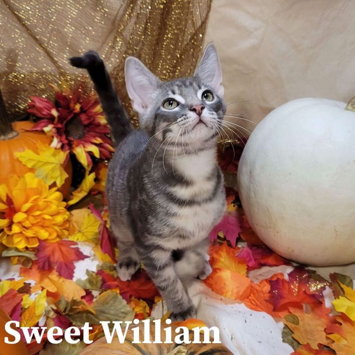 Sweet William 5