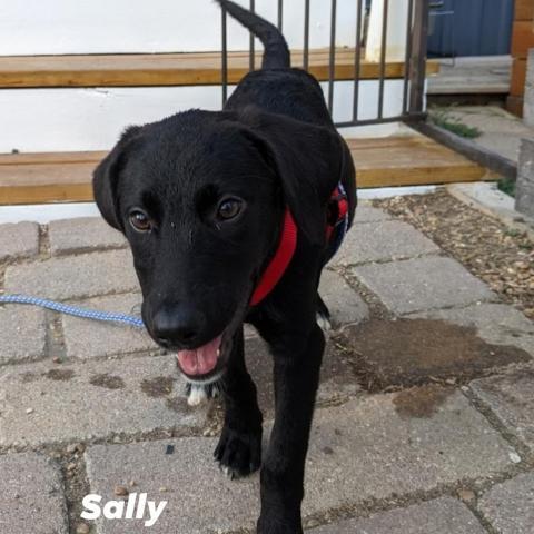 Sally