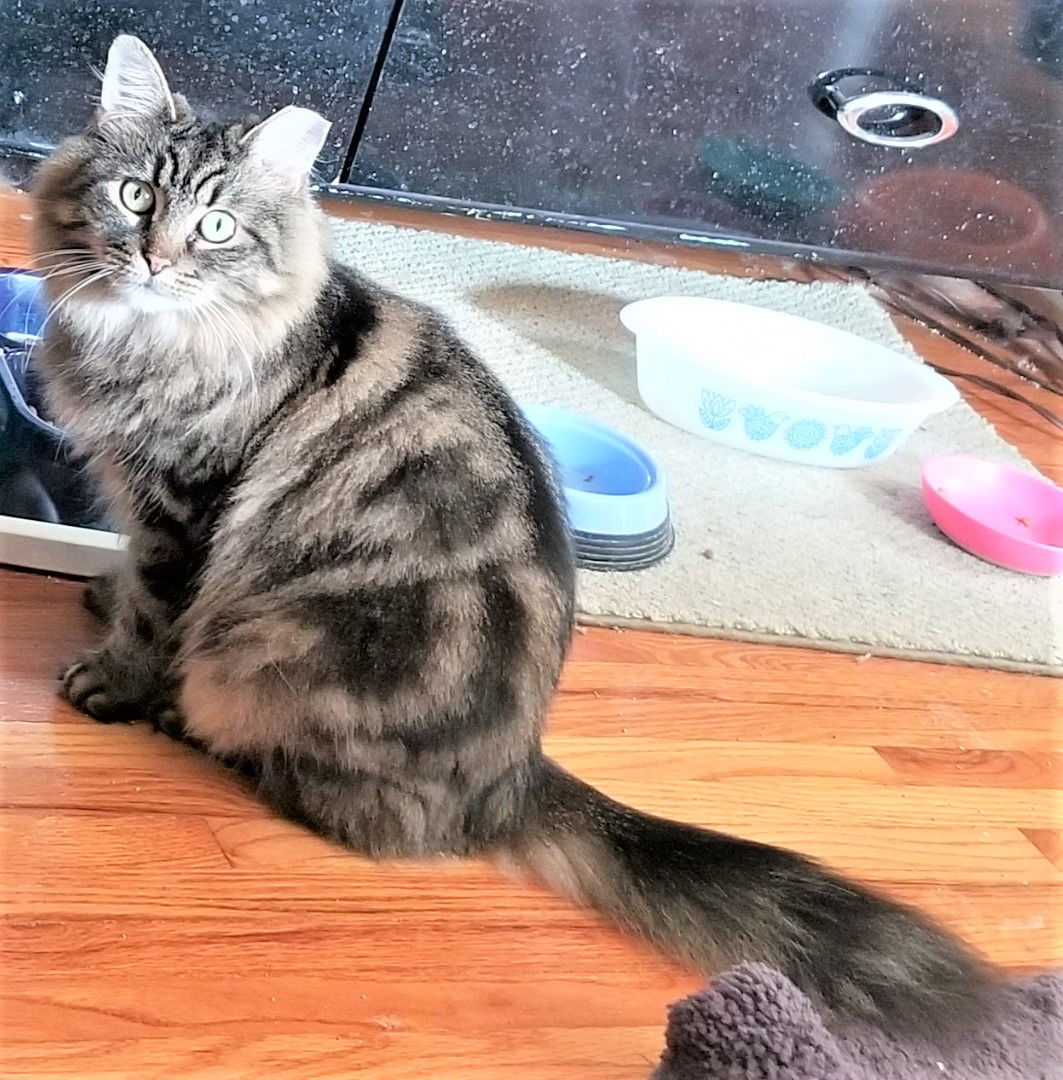 KITTY BOOTS AND FAMILY, an adoptable Tuxedo, Tabby in Franklin, TN, 37069 | Photo Image 2