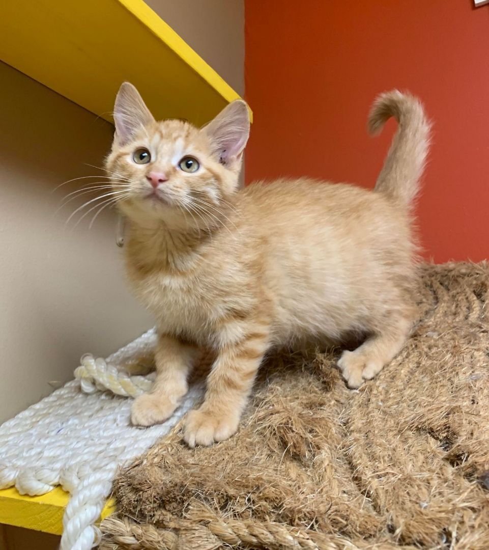 Margo, an adoptable Domestic Short Hair in Maryville, MO, 64468 | Photo Image 2