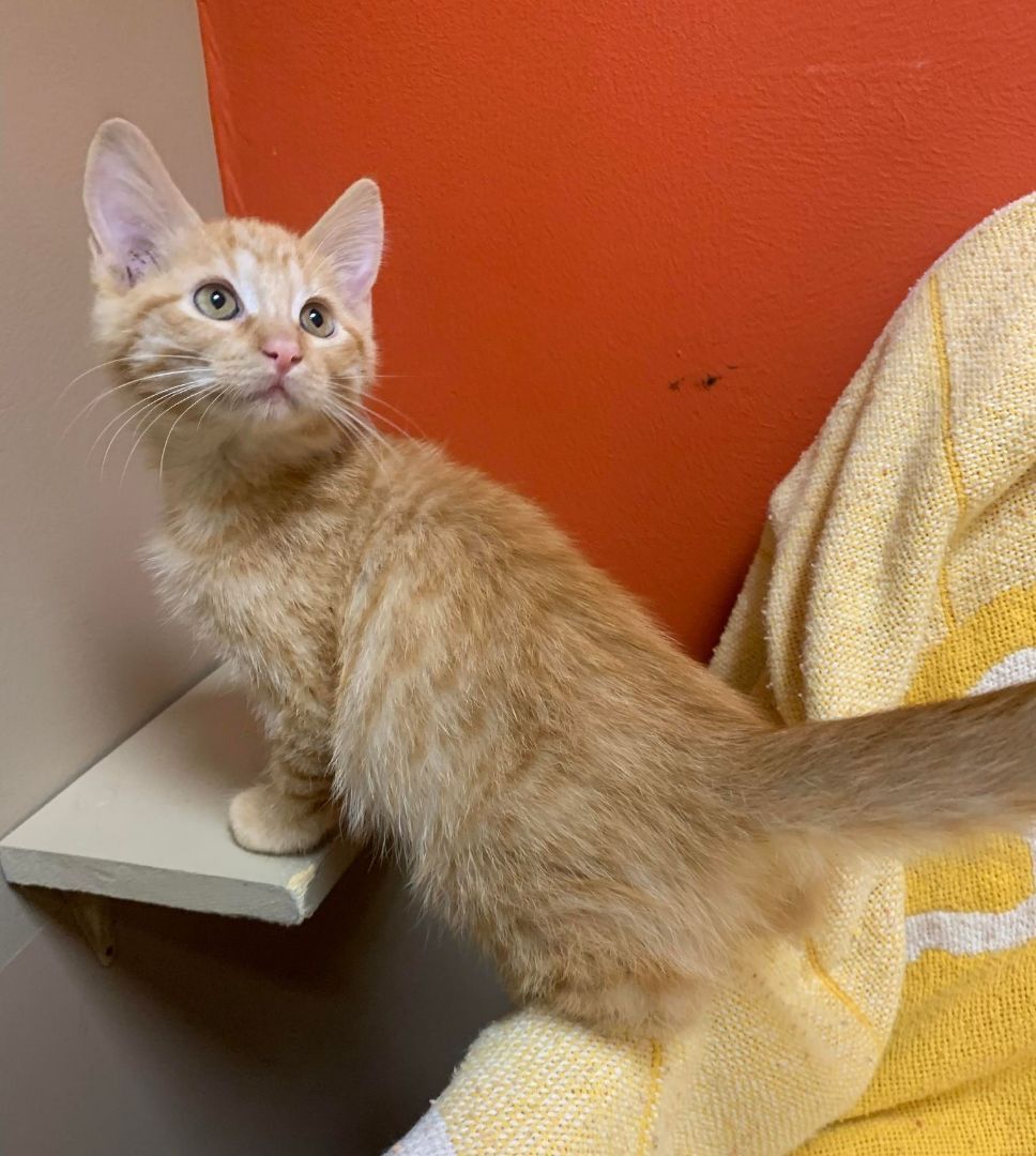 Margo, an adoptable Domestic Short Hair in Maryville, MO, 64468 | Photo Image 8