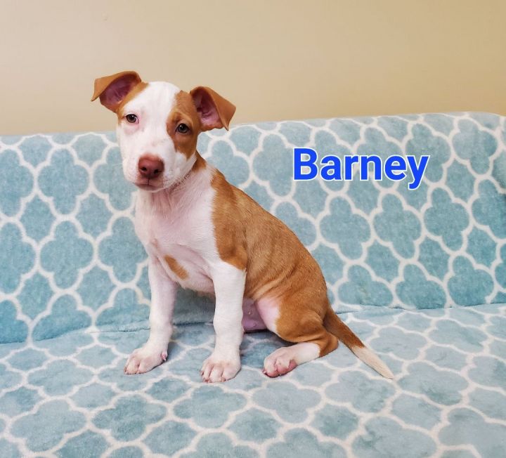 Barney, an adopted Hound & Pit Bull Terrier Mix in Naperville, IL_image-2