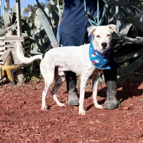 Julian JuM, an adoptable Pointer, Labrador Retriever in Von Ormy, TX, 78073 | Photo Image 1