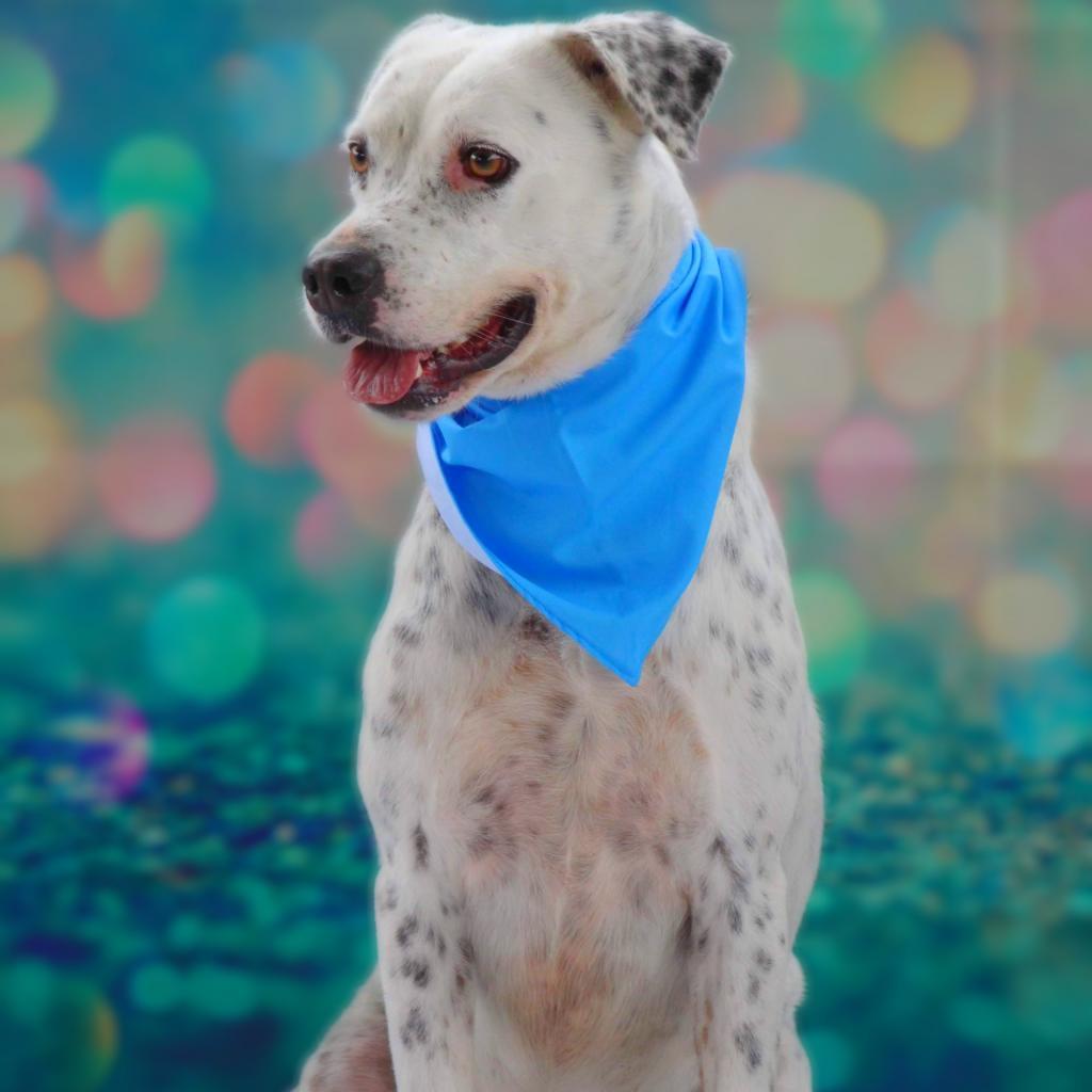 Julian JuM, an adoptable Pointer, Labrador Retriever in Von Ormy, TX, 78073 | Photo Image 1