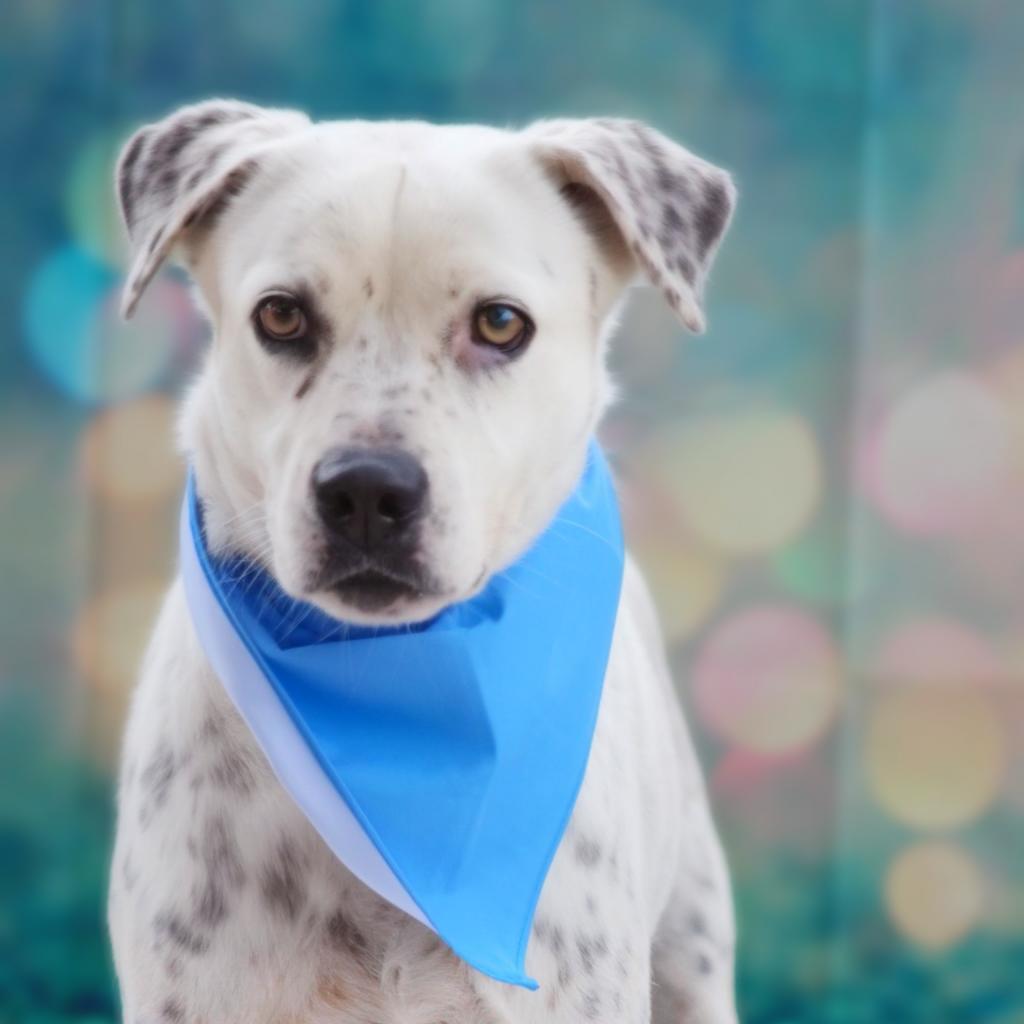 Julian JuM, an adoptable Pointer, Labrador Retriever in Von Ormy, TX, 78073 | Photo Image 1