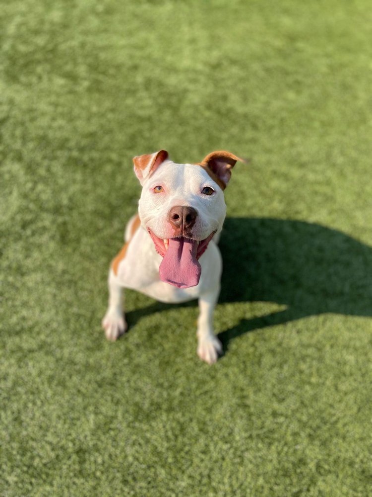 Pinky, an adoptable Pit Bull Terrier in Godfrey, IL, 62035 | Photo Image 1