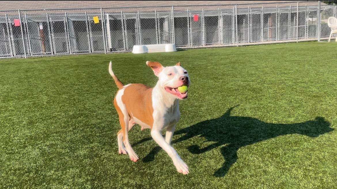 Pinky, an adoptable Pit Bull Terrier in Godfrey, IL, 62035 | Photo Image 2