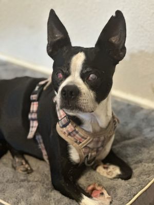 Charlie, Young Male Boston Terrier