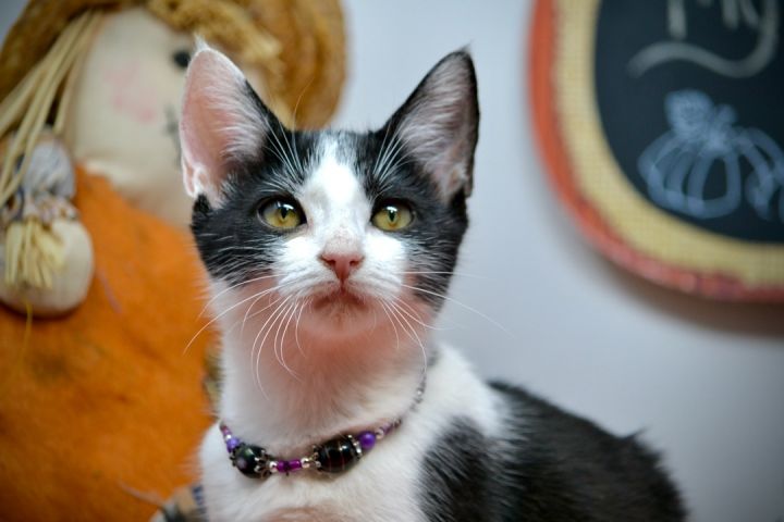 Sparrow, an adopted Domestic Short Hair in Sevierville, TN_image-1