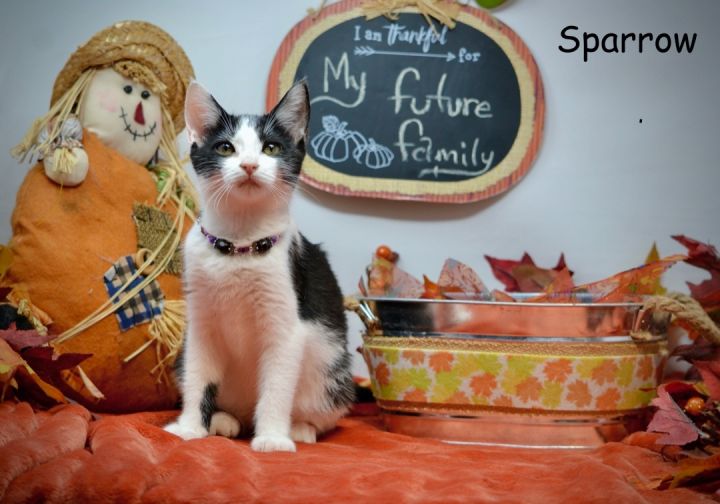 Sparrow, an adopted Domestic Short Hair in Sevierville, TN_image-2