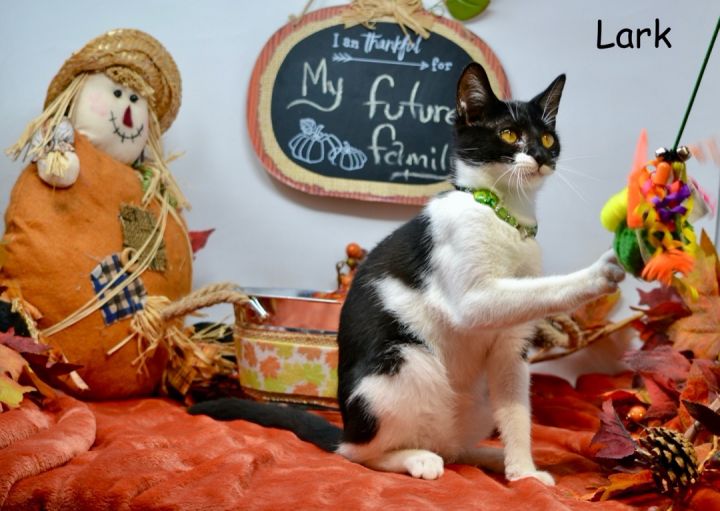 Lark, an adopted Domestic Short Hair in Sevierville, TN_image-1