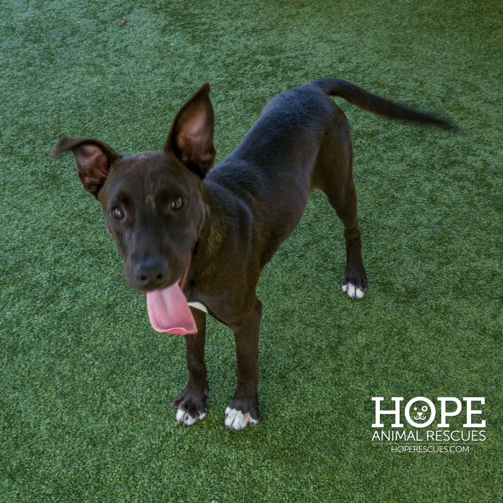 Ryan Fleacrest, an adoptable Mixed Breed in Godfrey, IL, 62035 | Photo Image 3