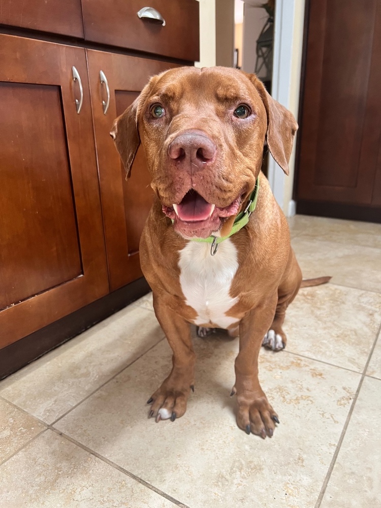 Brownie, an adoptable Terrier in San Diego, CA, 92103 | Photo Image 1