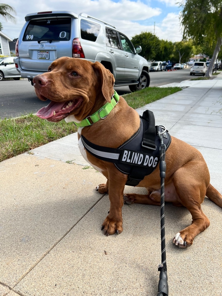 Brownie, an adoptable Terrier in San Diego, CA, 92103 | Photo Image 2