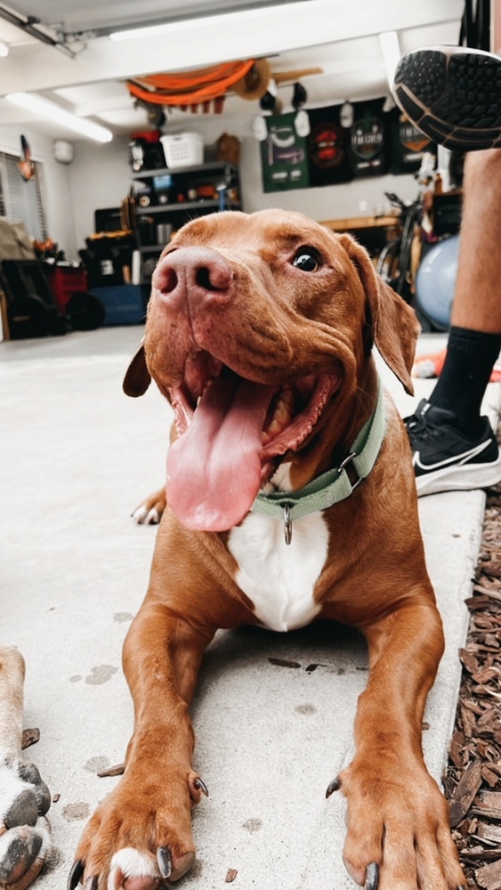 Brownie, an adoptable Terrier in San Diego, CA, 92103 | Photo Image 3